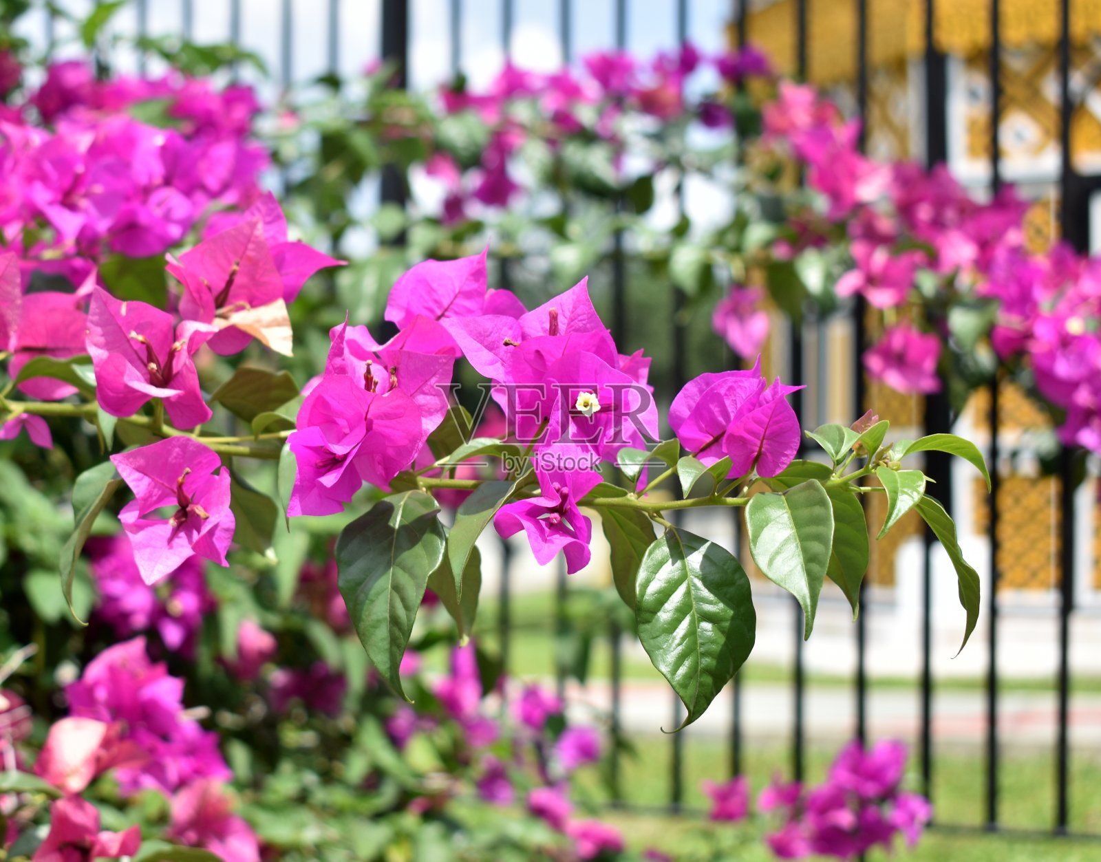 热带花园里漂亮的粉红色九重葛花照片摄影图片