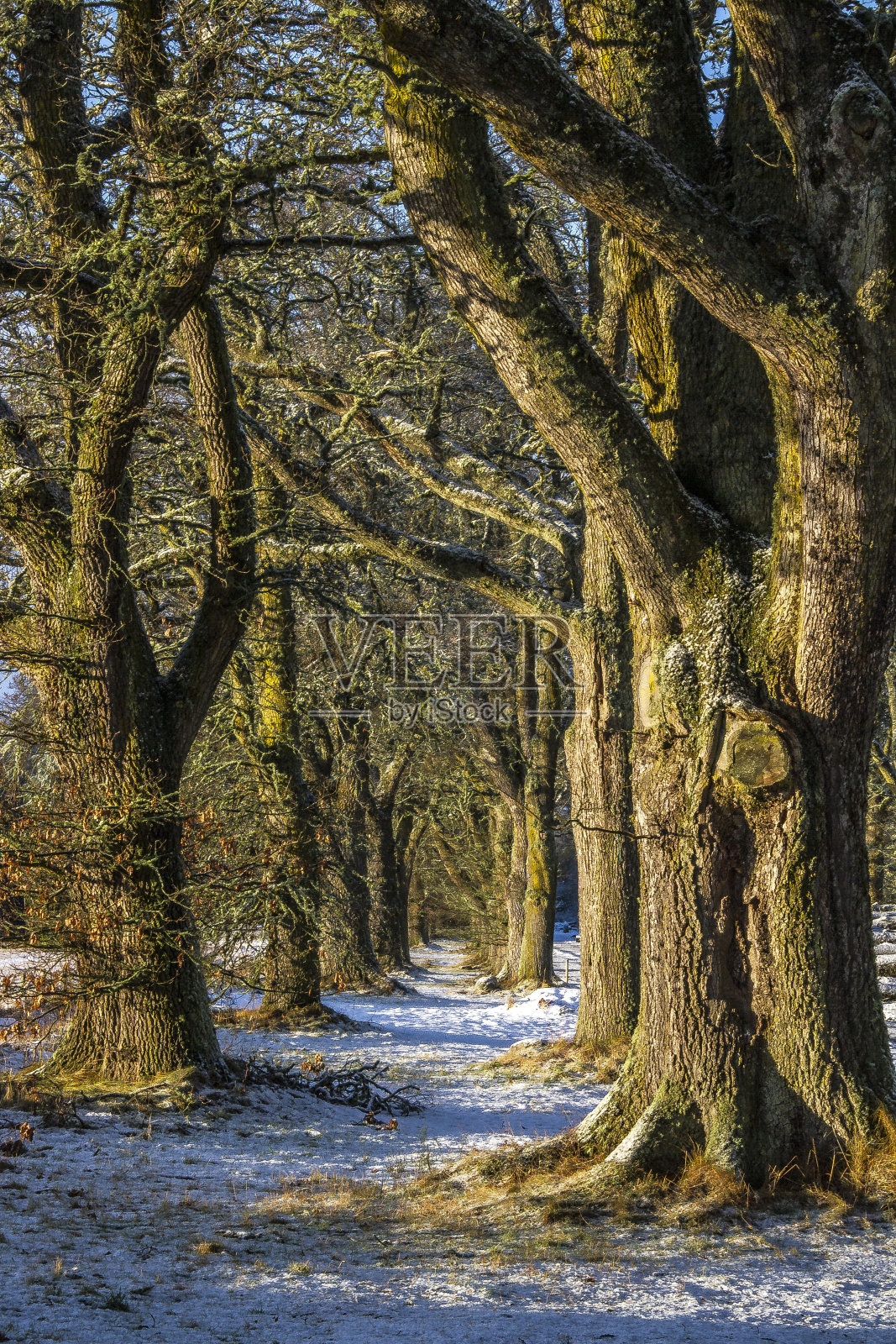 冬季森林照片摄影图片