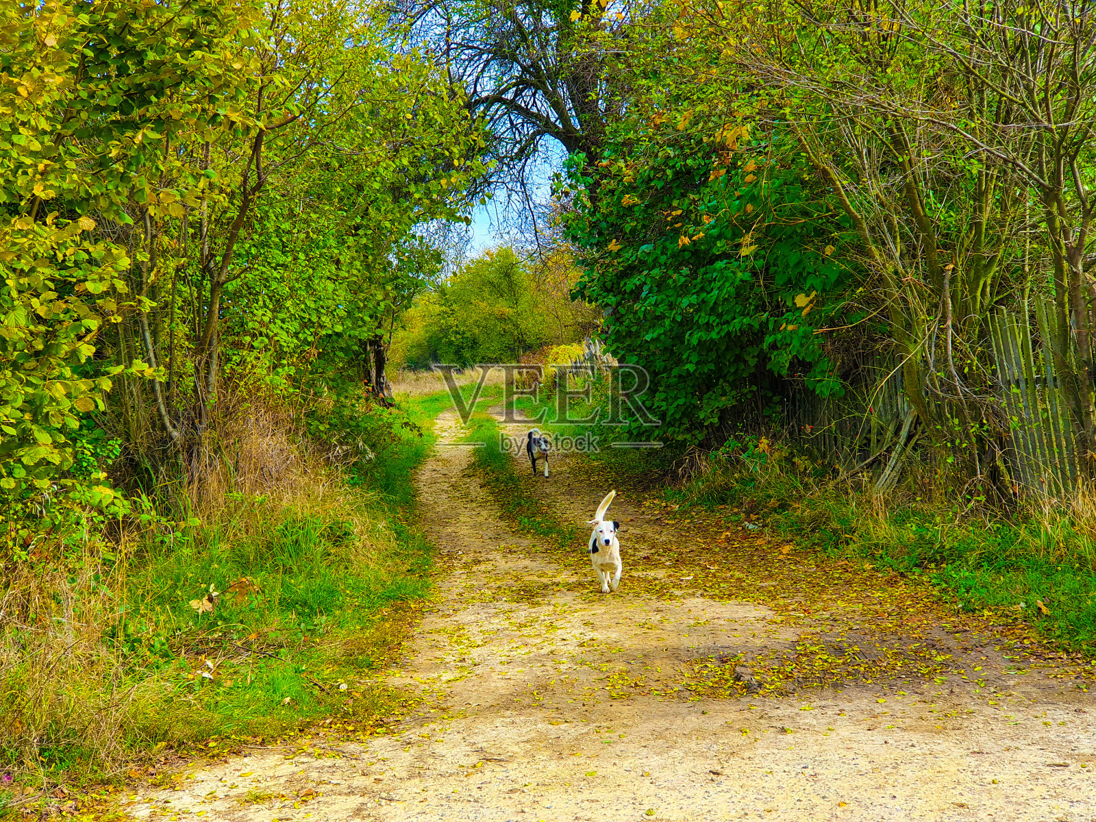 狗狗们玩得很开心照片摄影图片