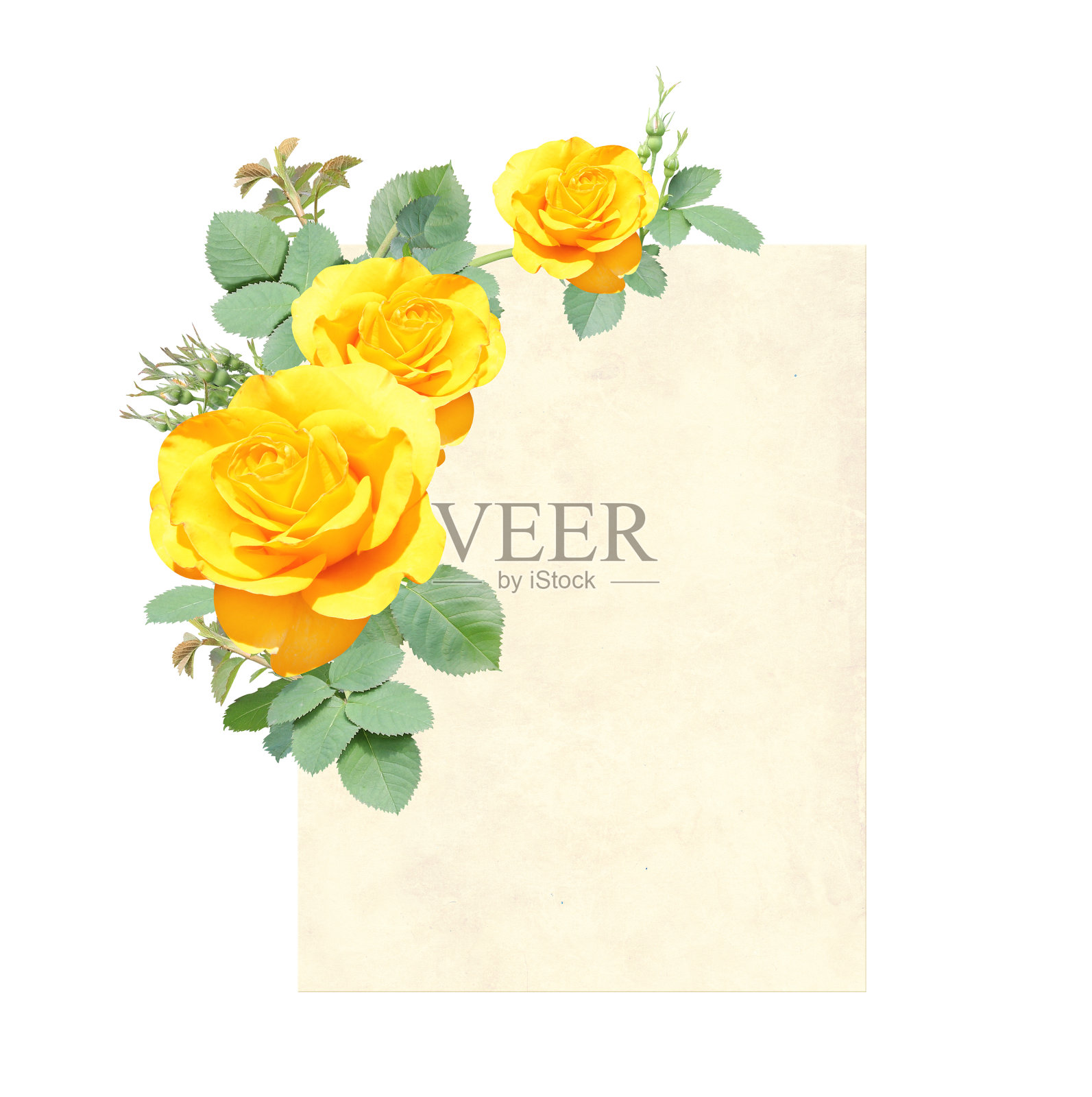 垂直复古卡具攀缘蔷薇枝，花黄花照片摄影图片