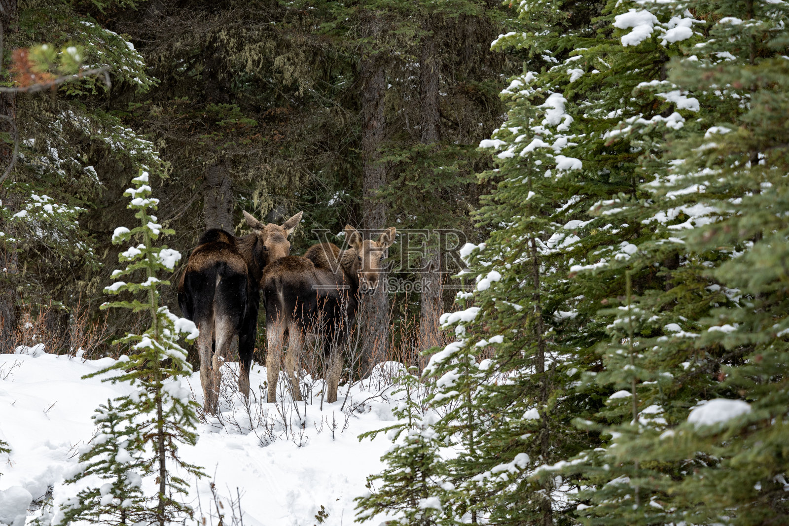 加拿大阿尔伯塔省贾斯帕国家公园的冬季森林里，母驼鹿和她的小鹿站在雪地里照片摄影图片