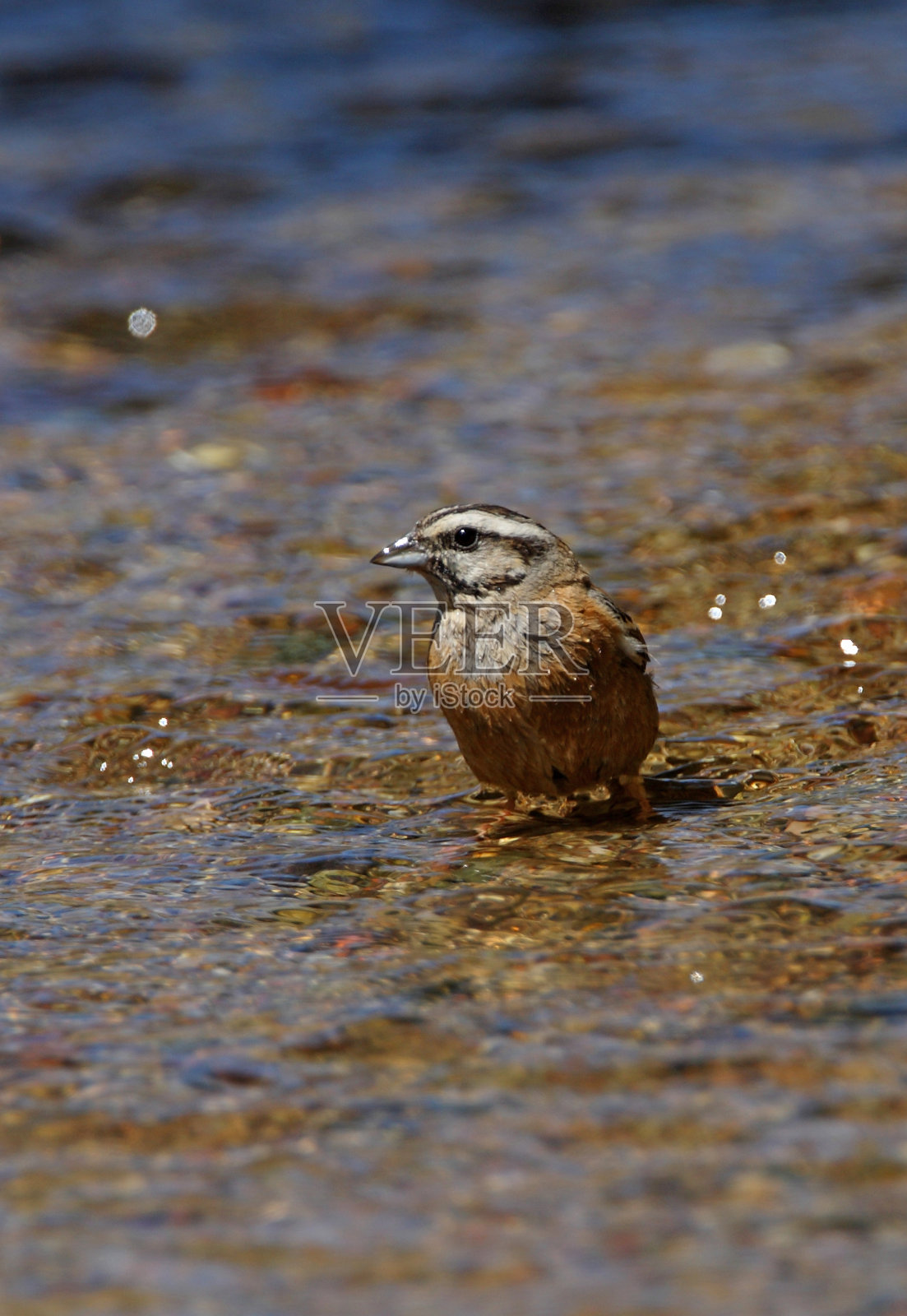 岩石彩旗照片摄影图片