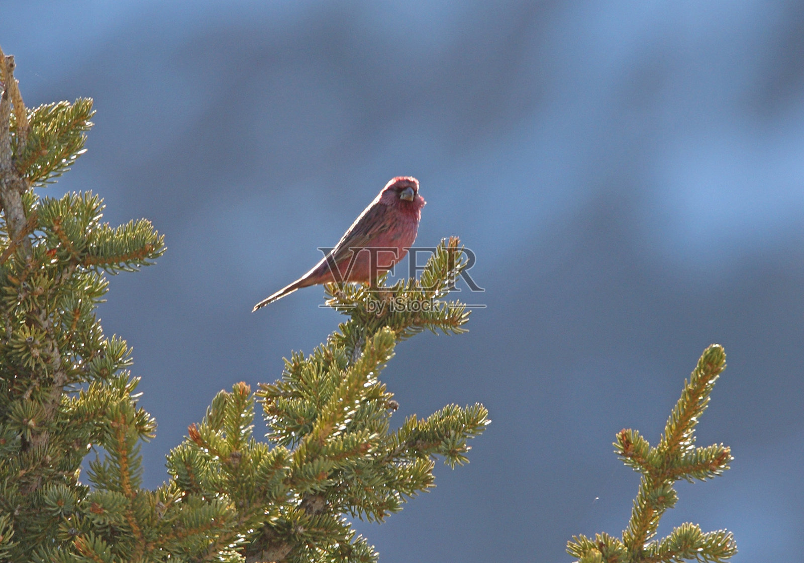 Red-mantled朱雀照片摄影图片