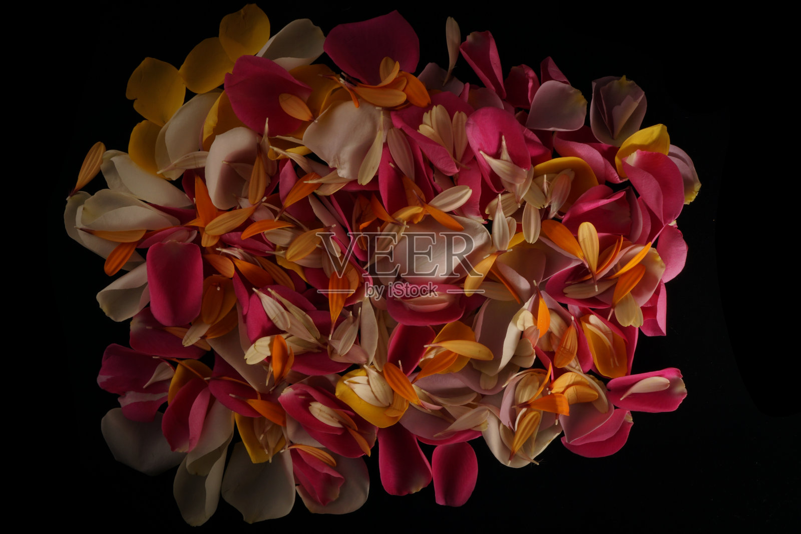 玫瑰花瓣玫瑰灌木花与他们五颜六色的纹理和图案，使一个彩色的背景细节和花瓣的形成照片摄影图片