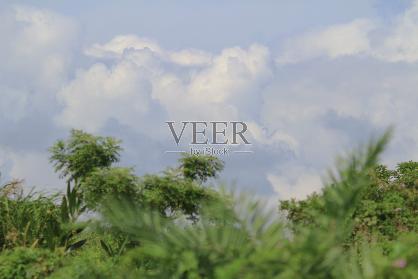 在阳光明媚的一天城市公园。公园。香港。照片摄影图片