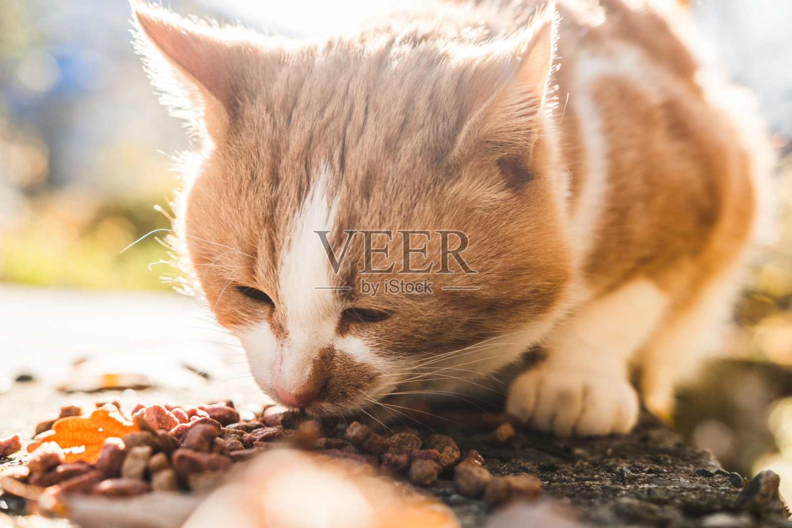 秋天，红色街道流浪猫在柏油路上吃干粮。帮助流浪动物，喂养。照片摄影图片