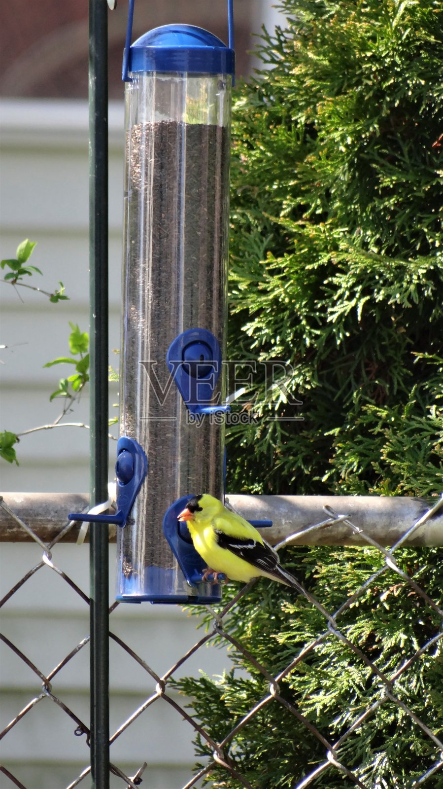 野生生活照片摄影图片