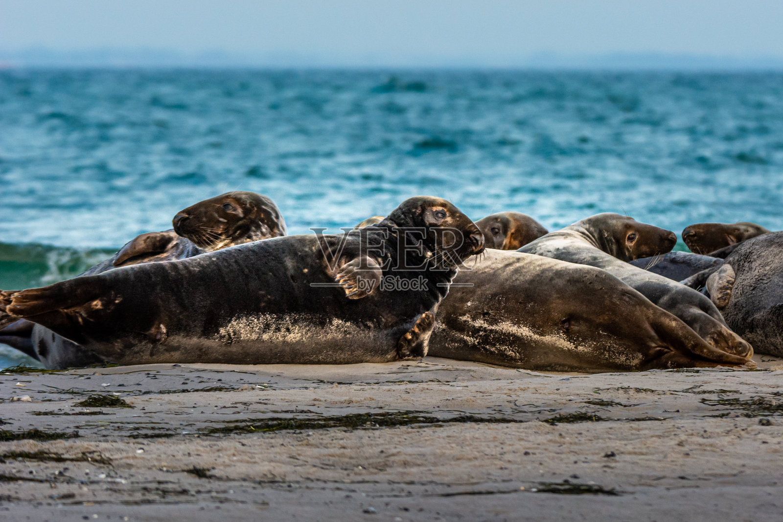 一群港海豹在海边的沙滩上休息。图片来自瑞典斯堪尼亚的法尔斯特博照片摄影图片