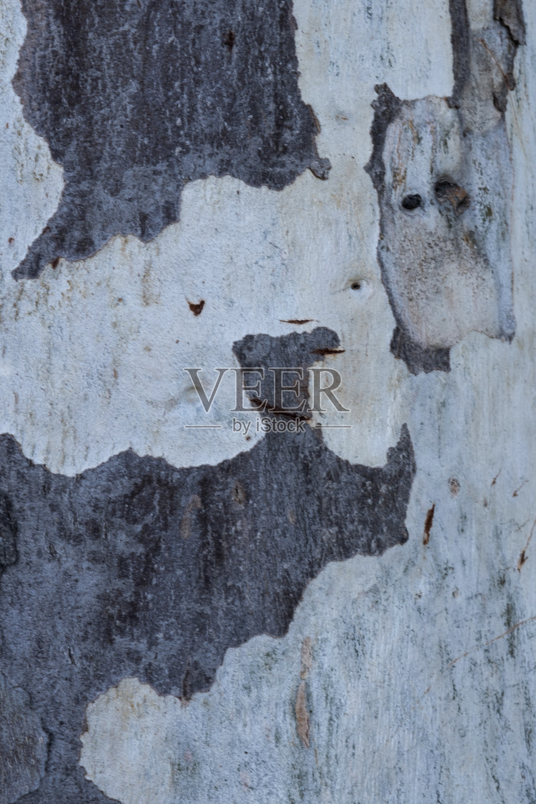 自然界中树皮的天然质地。库存图片照片摄影图片