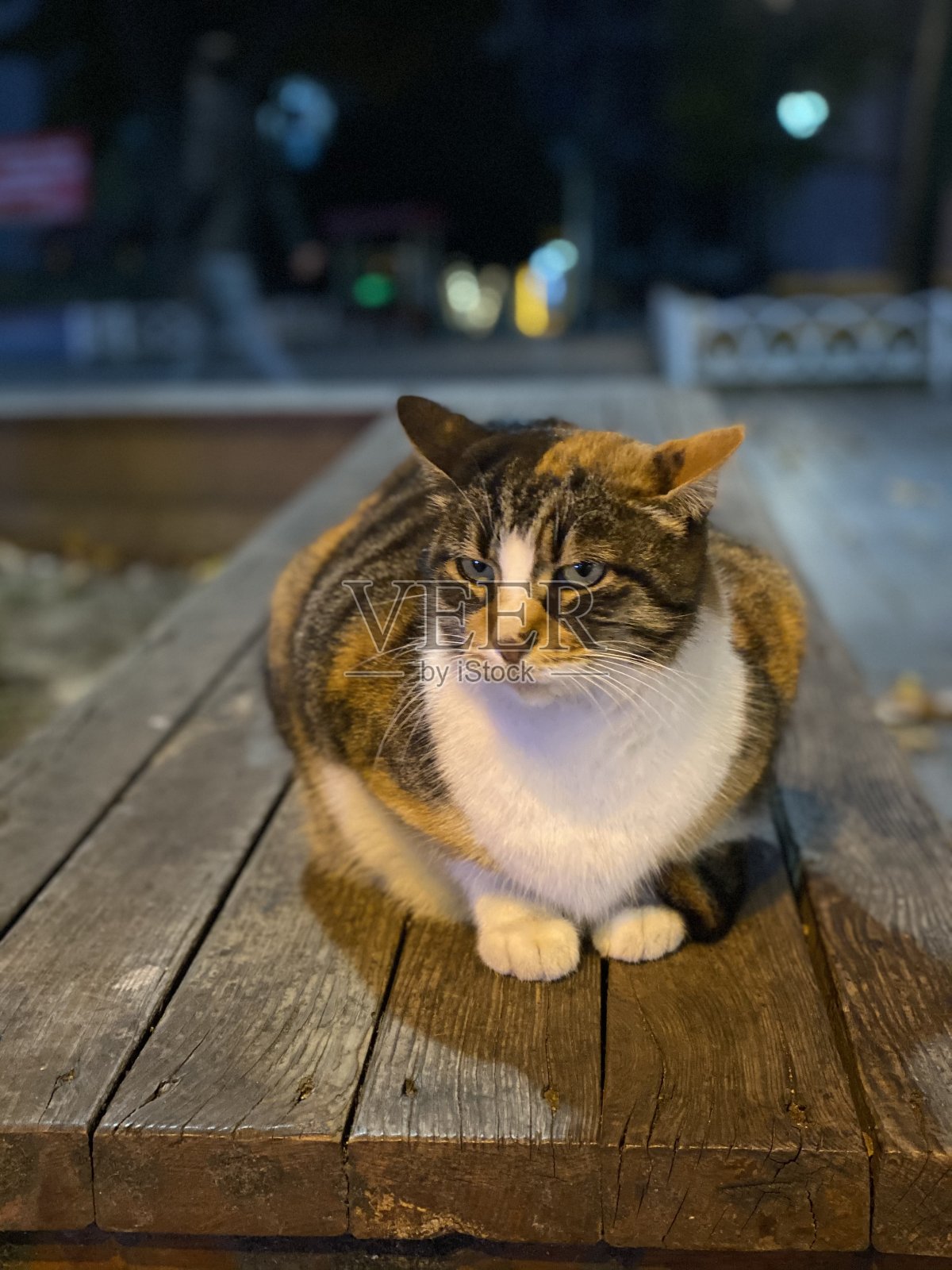 猫照片摄影图片