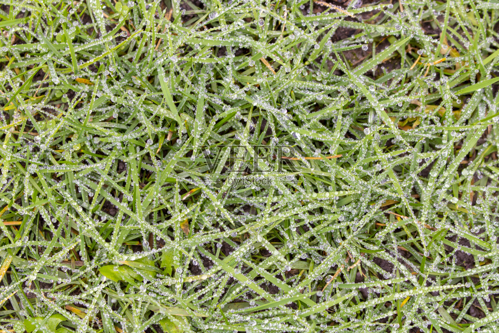 绿色植物上的露珠。抽象的绿色背景。有选择性的重点。照片摄影图片