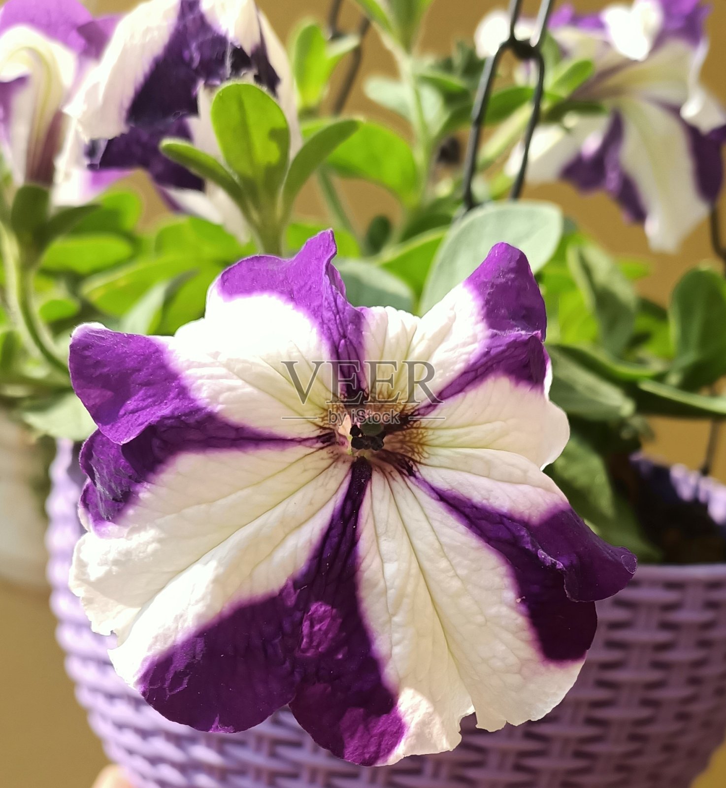 盆鲜花照片摄影图片