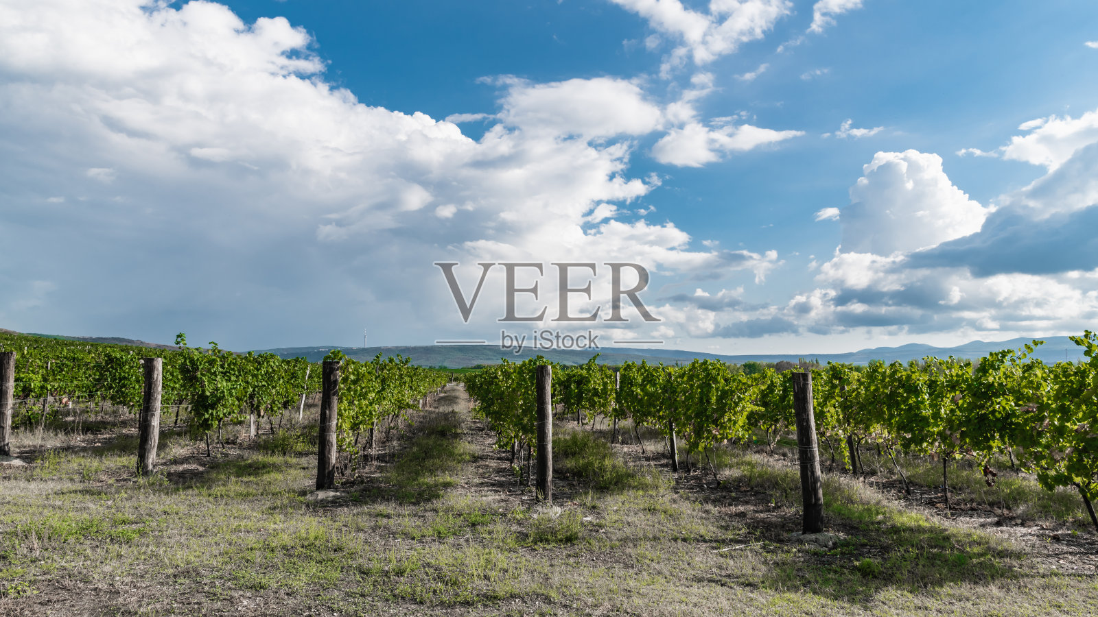 中午在葡萄地里照片摄影图片