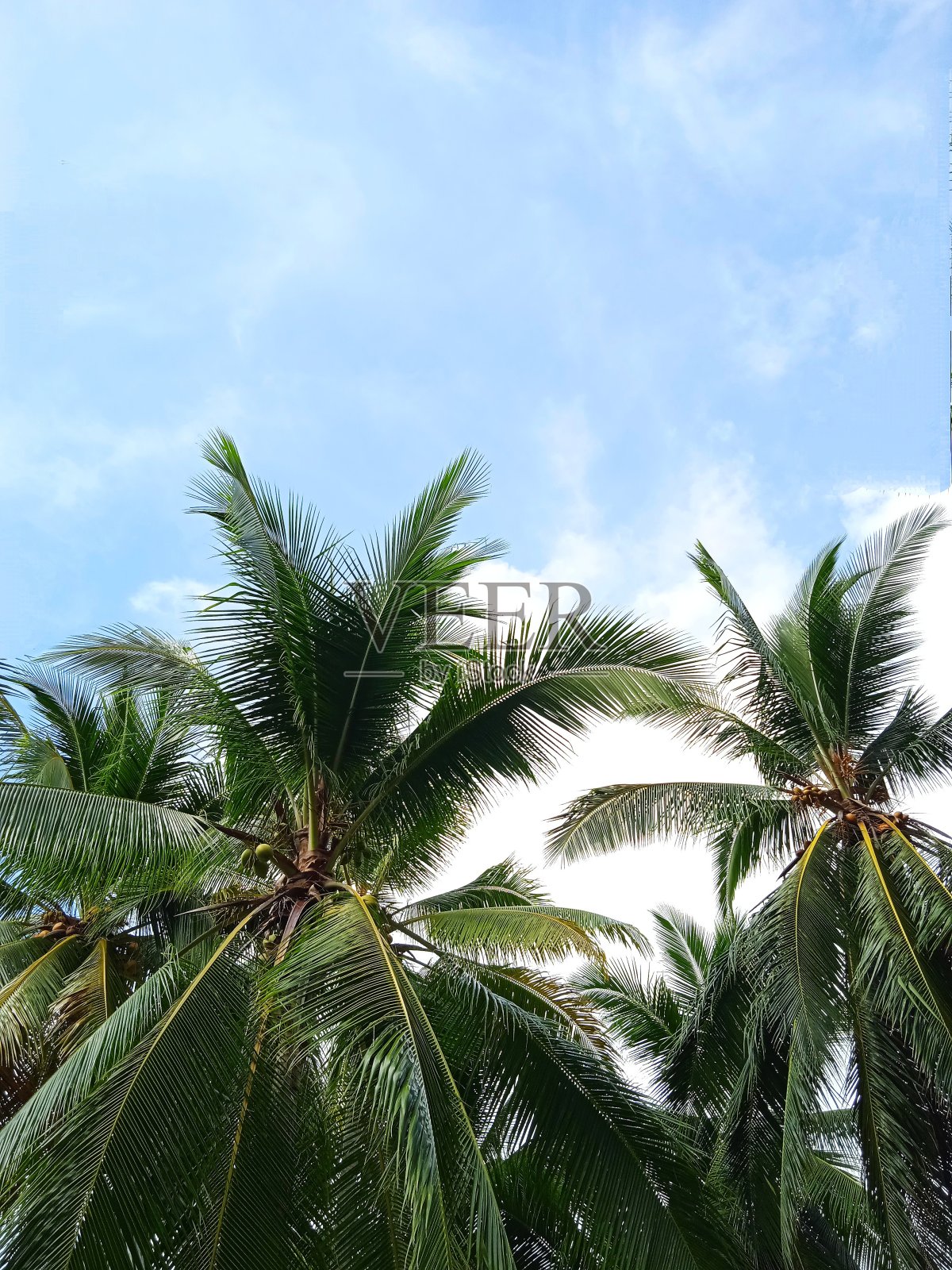 椰子叶和轻微多云的天空照片摄影图片