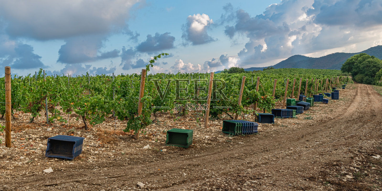 在乡下的葡萄园里收割照片摄影图片