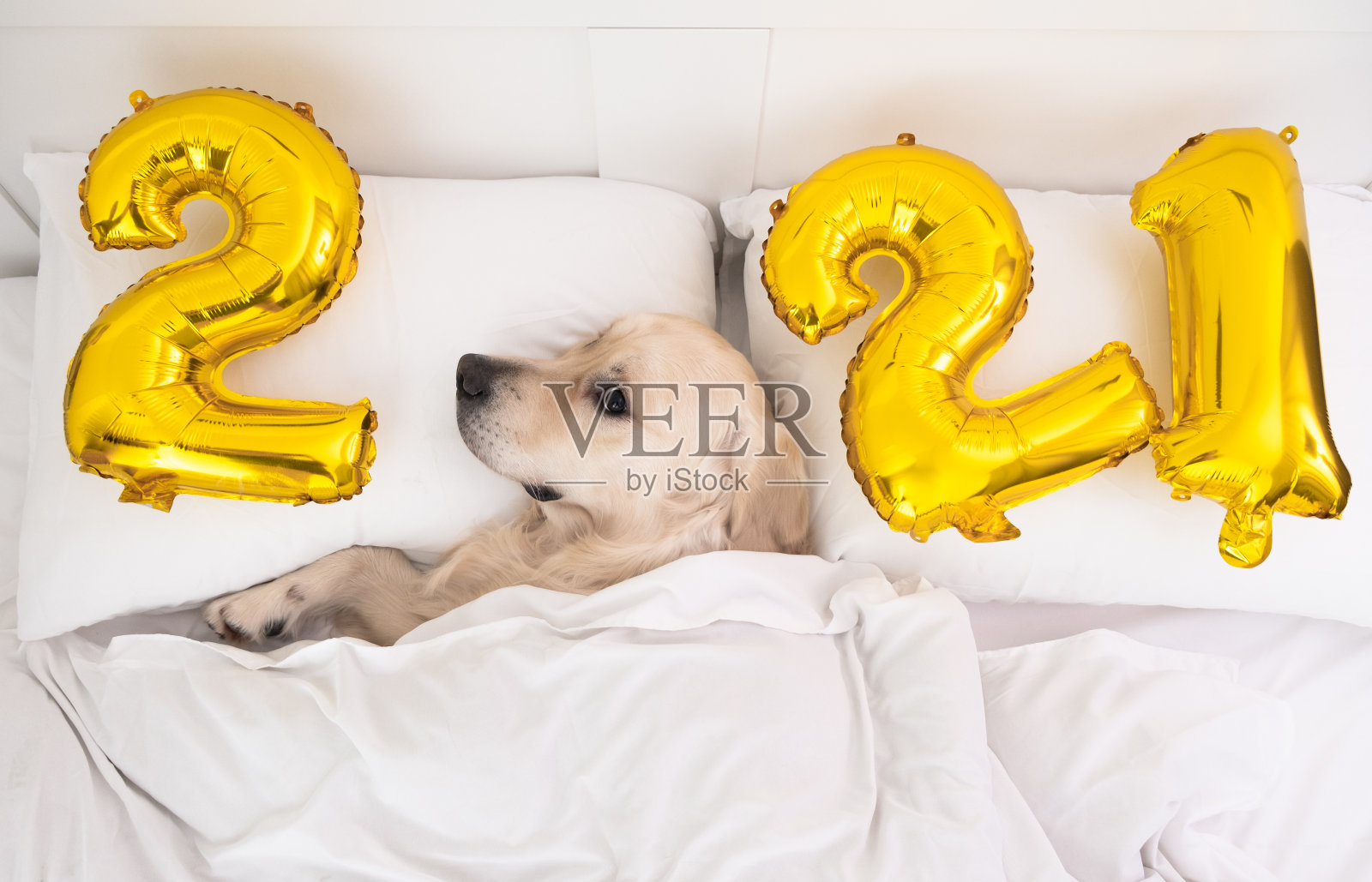 金色寻回犬和气球在2021年的形式。庆祝新年。金色气球。照片摄影图片