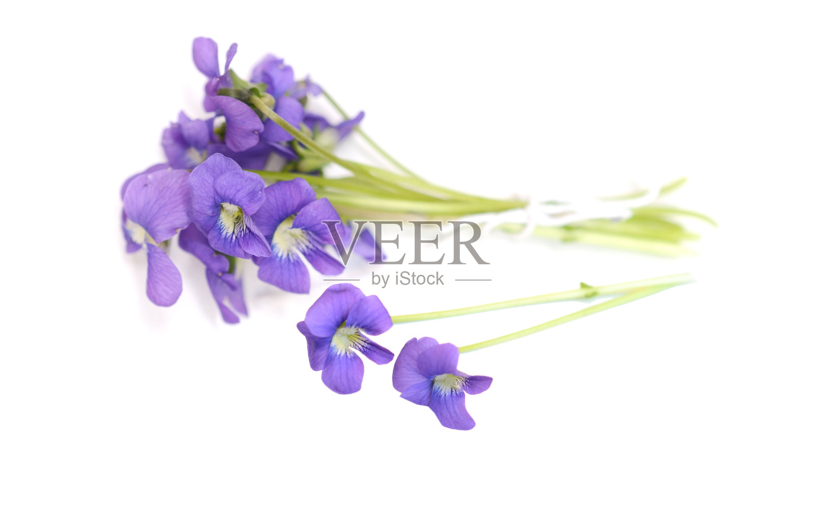 紫罗兰花束，自上而下照片摄影图片