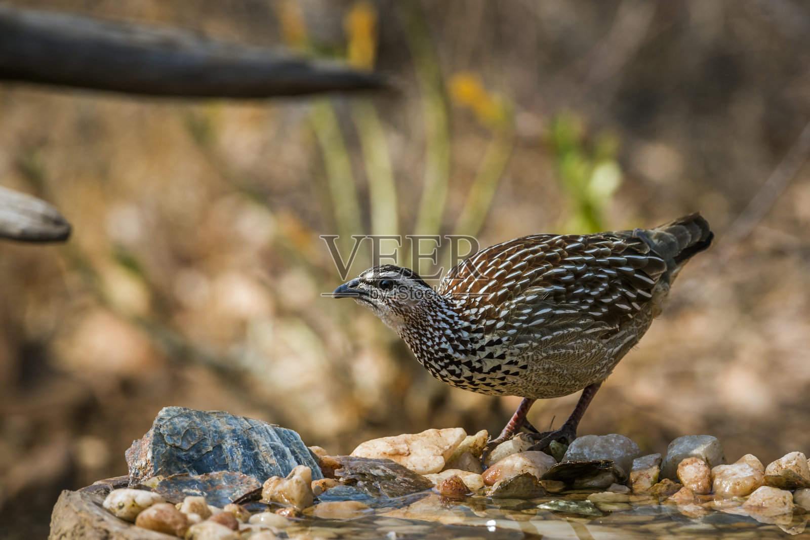 南非克鲁格国家公园的冠毛弗兰克林照片摄影图片