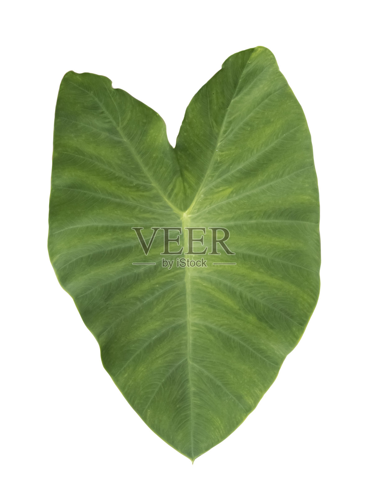 叶子孤立在白色背景与修剪路径。照片摄影图片