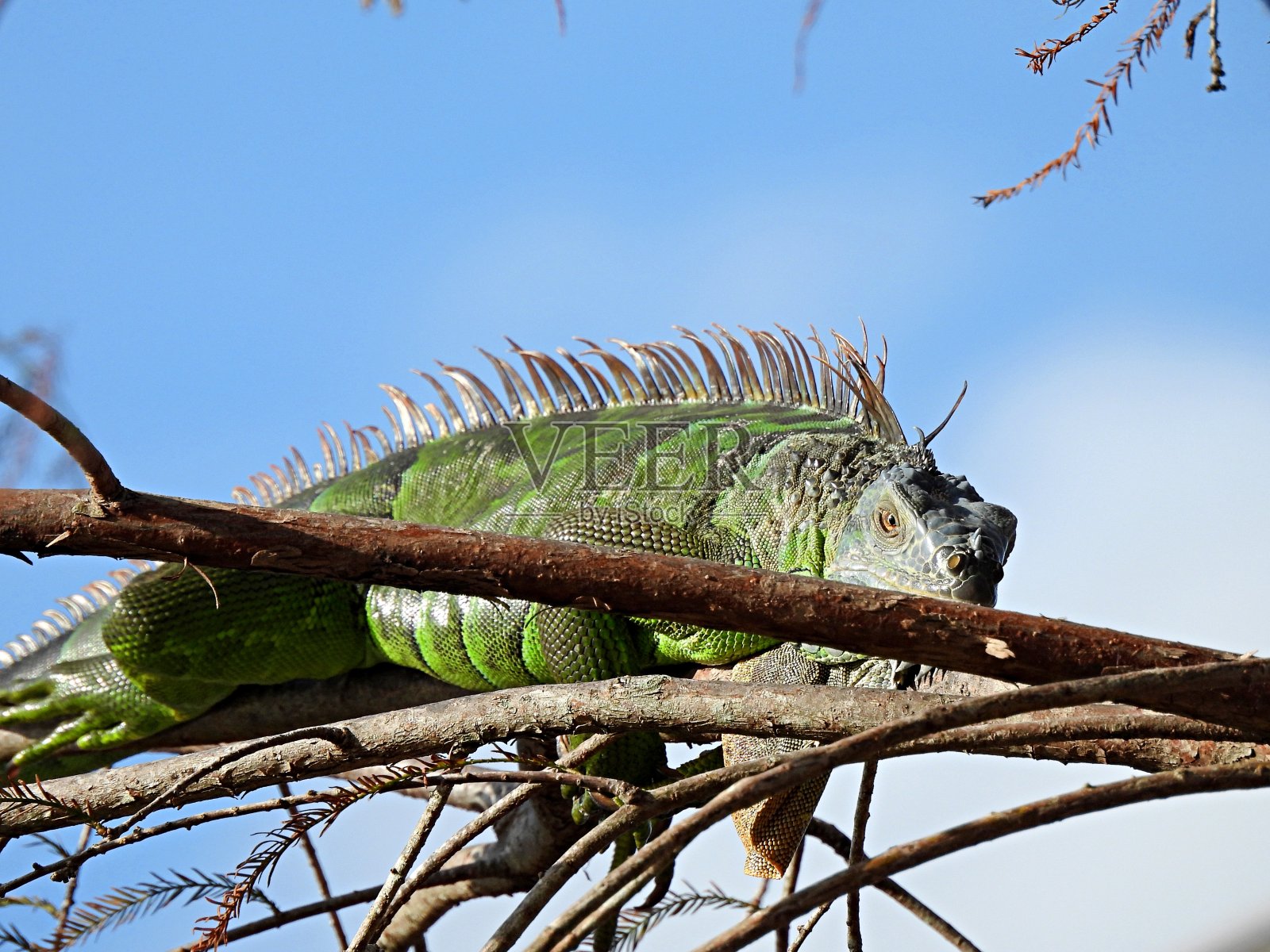 绿鬣蜥正在树上休息照片摄影图片