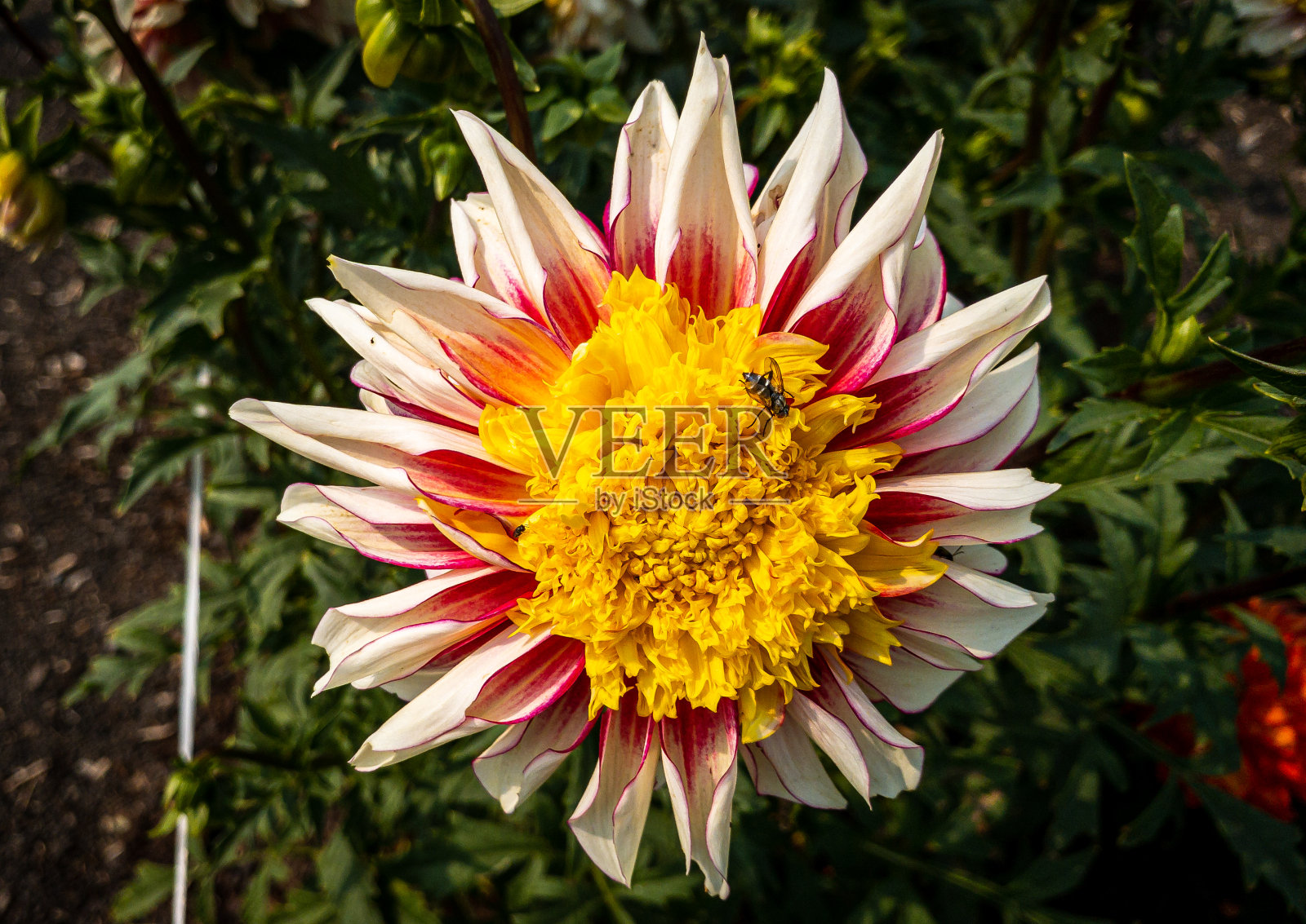 昆虫和strawflower照片摄影图片