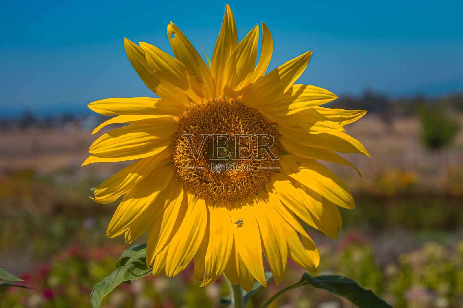 向日葵和错误照片摄影图片