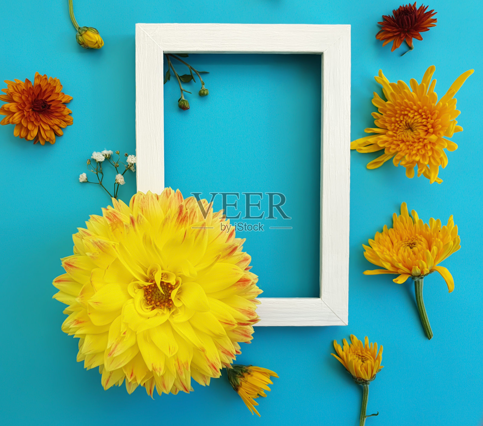 花在彩色背景上照片摄影图片