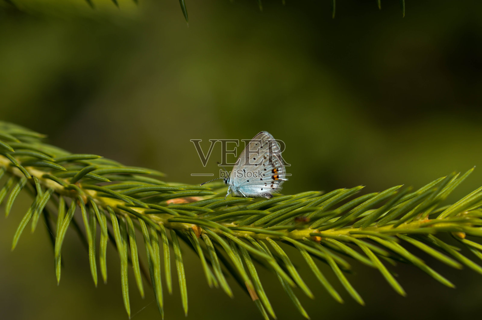 小灰蝴蝶在松枝上照片摄影图片