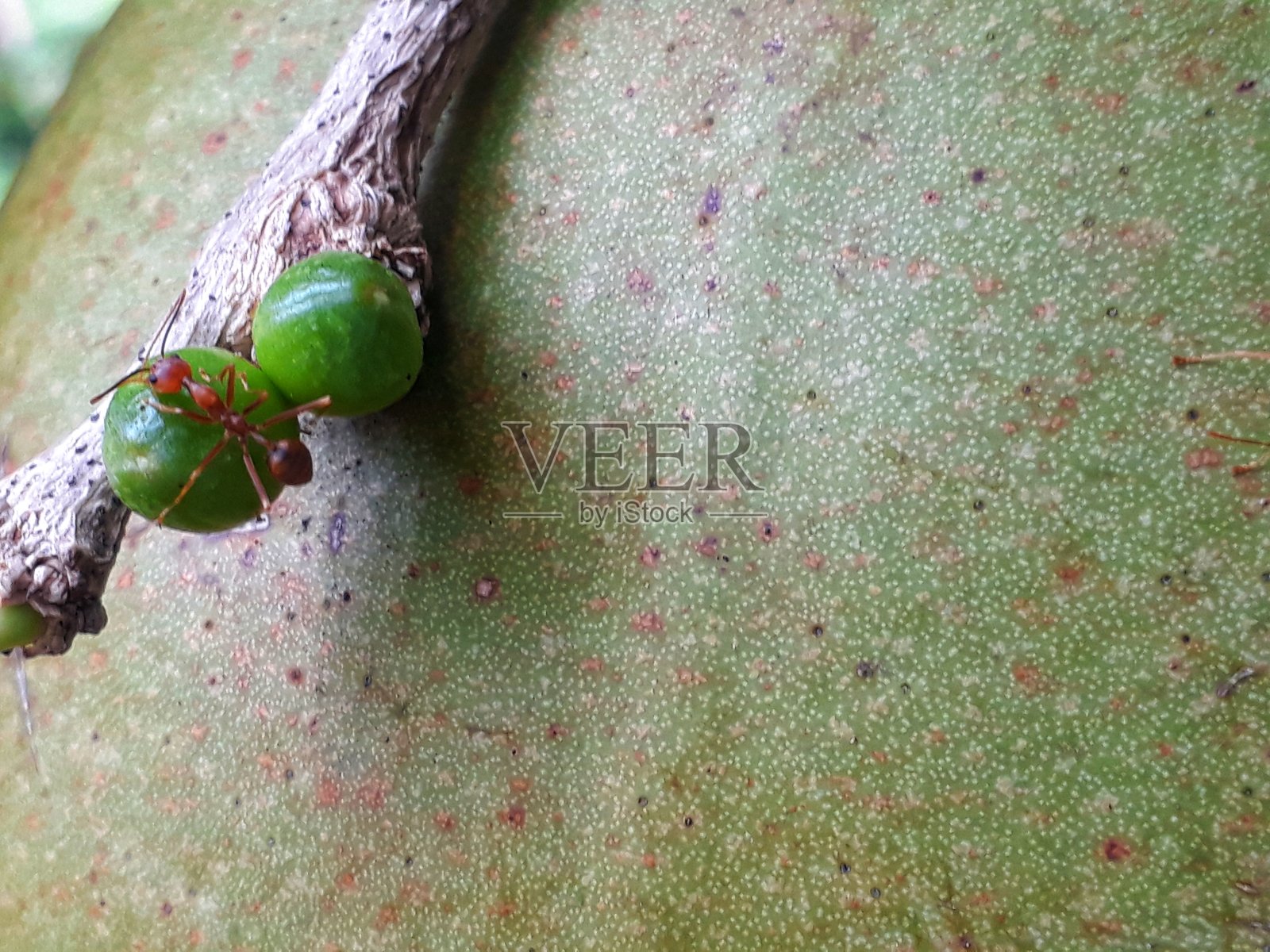 蚂蚁照片摄影图片