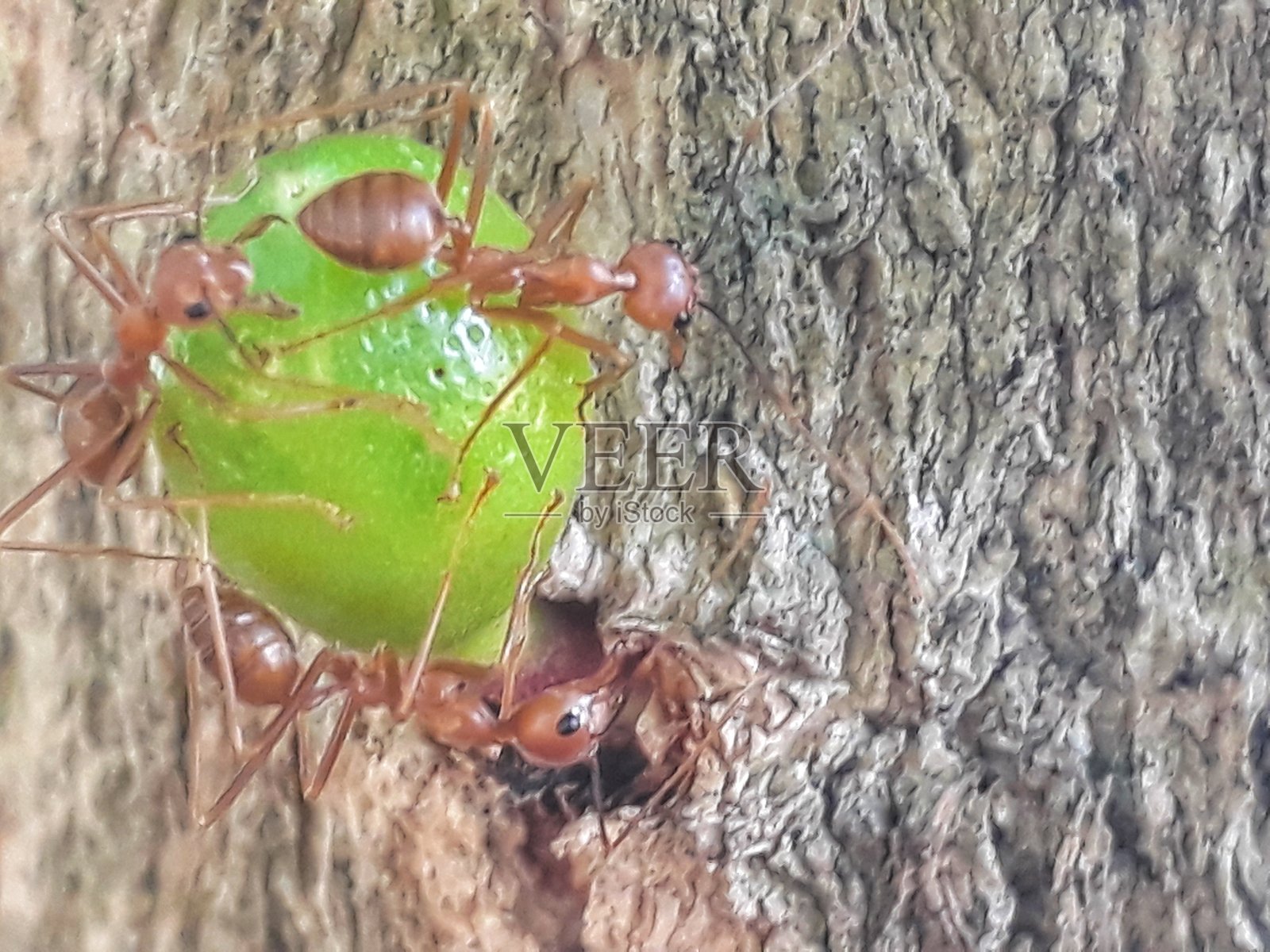 蚂蚁照片摄影图片