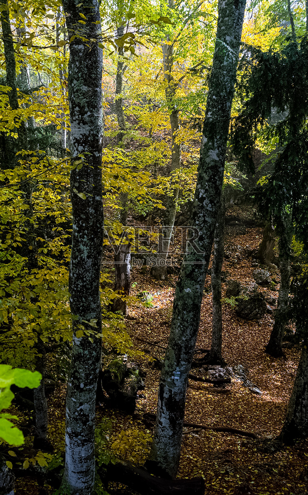 林冠，初秋森林景观。照片摄影图片