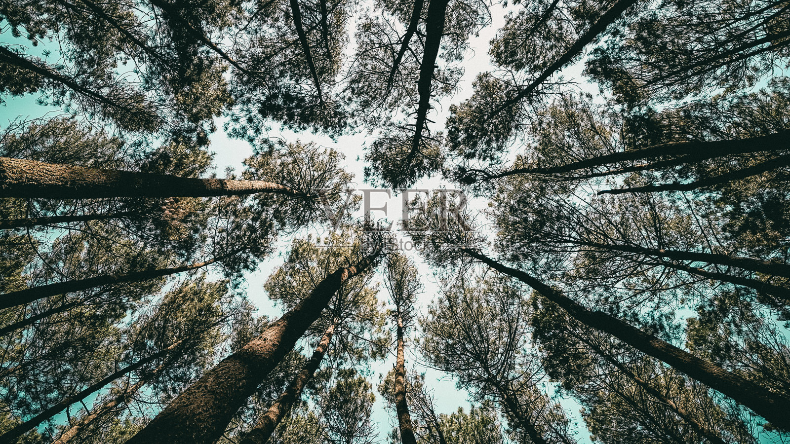 查找树照片摄影图片