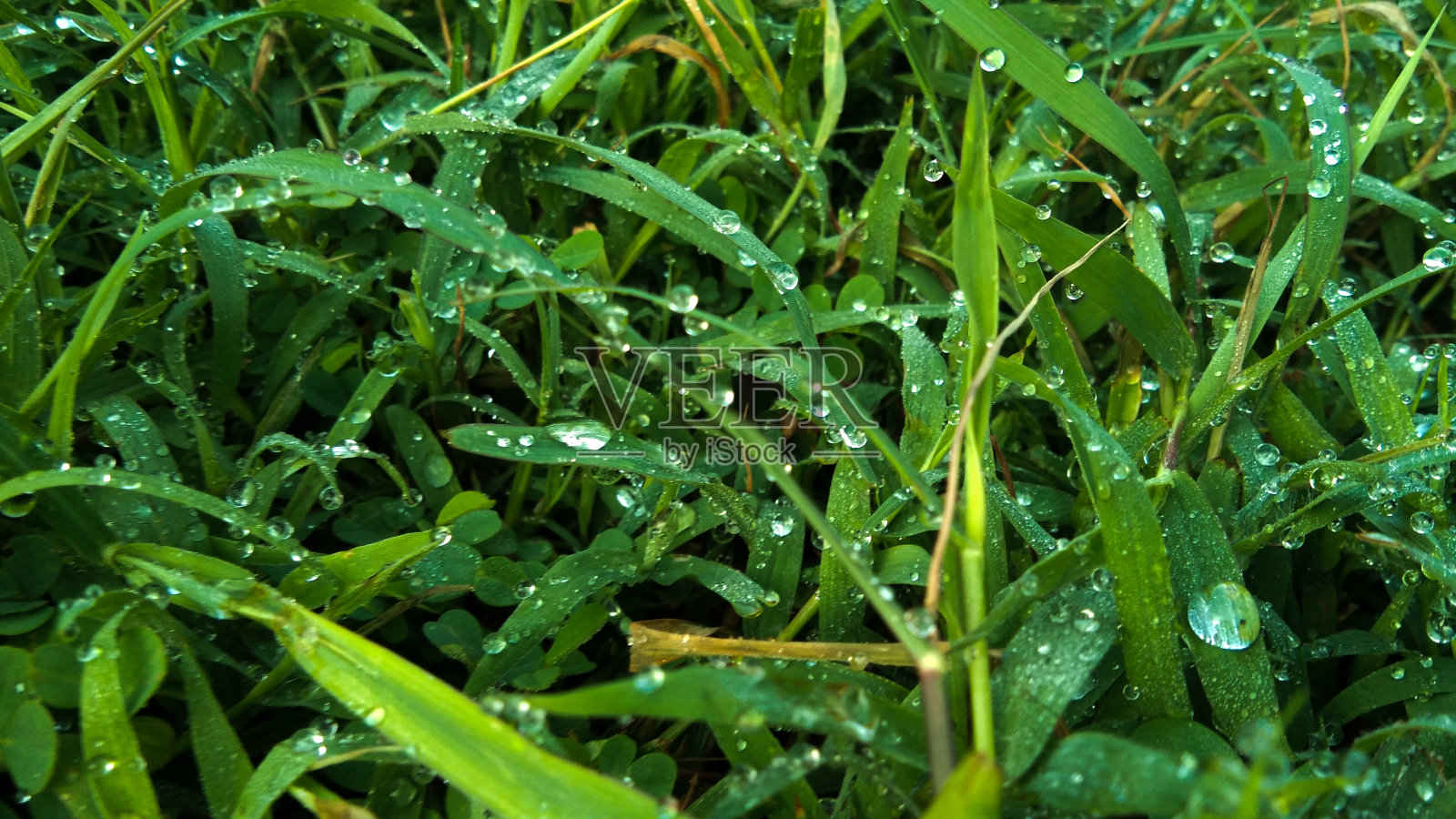 雨后湿草照片摄影图片