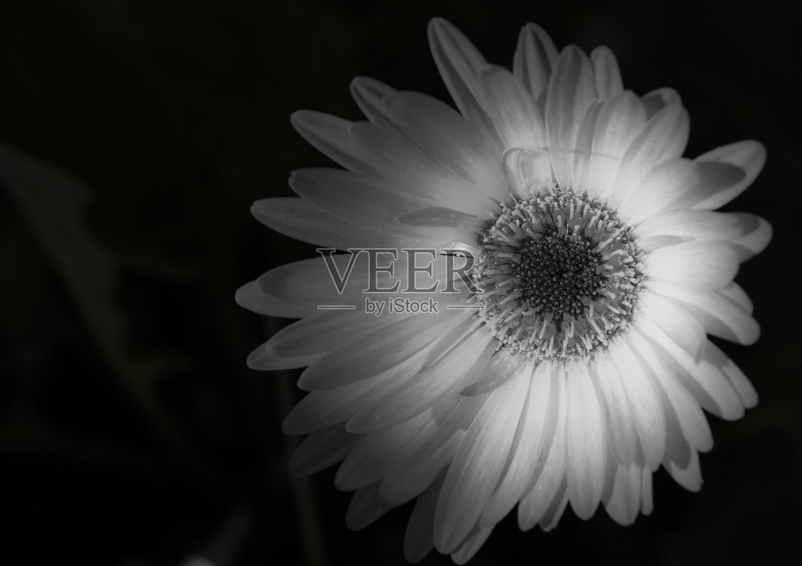 黑色和白色的花在火上照片摄影图片