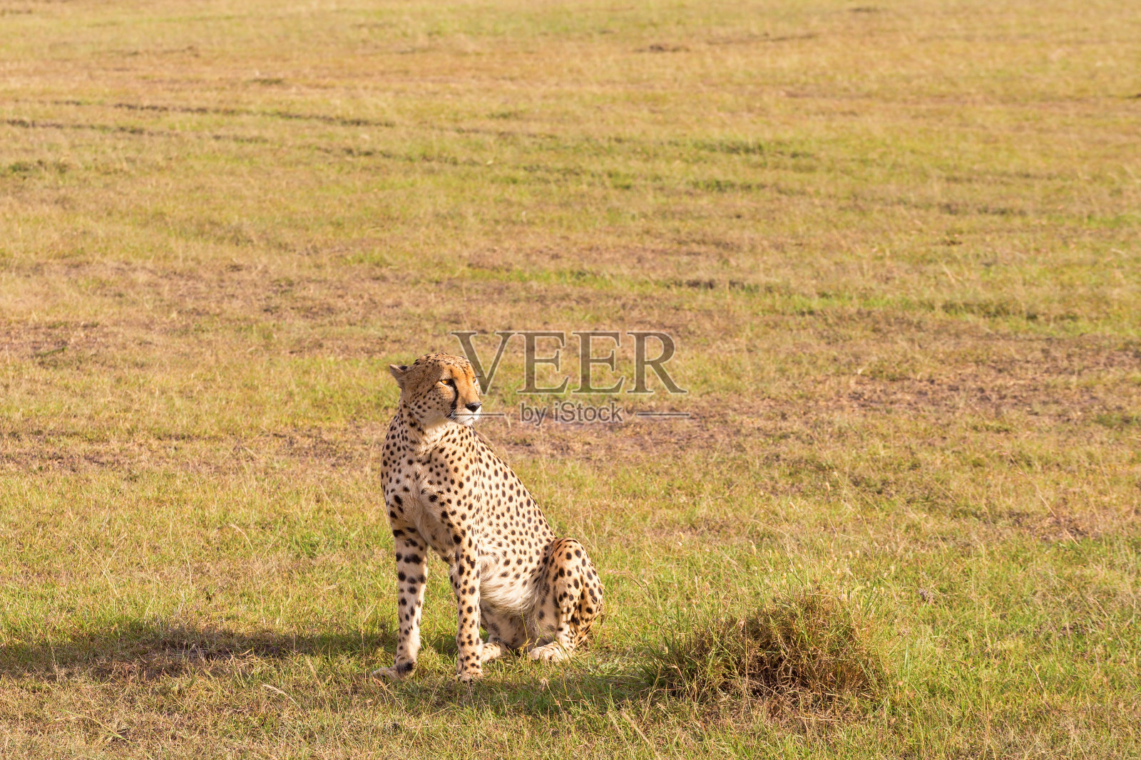 大草原上的猎豹照片摄影图片