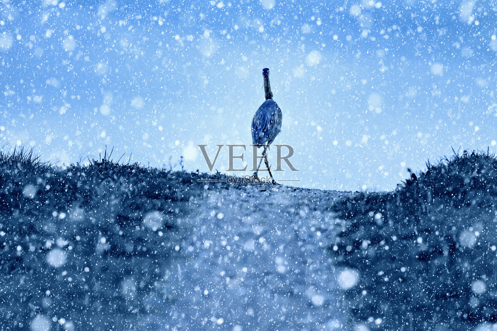 冬季和鸟类。雪下降。白色蓝色的自然背景。照片摄影图片