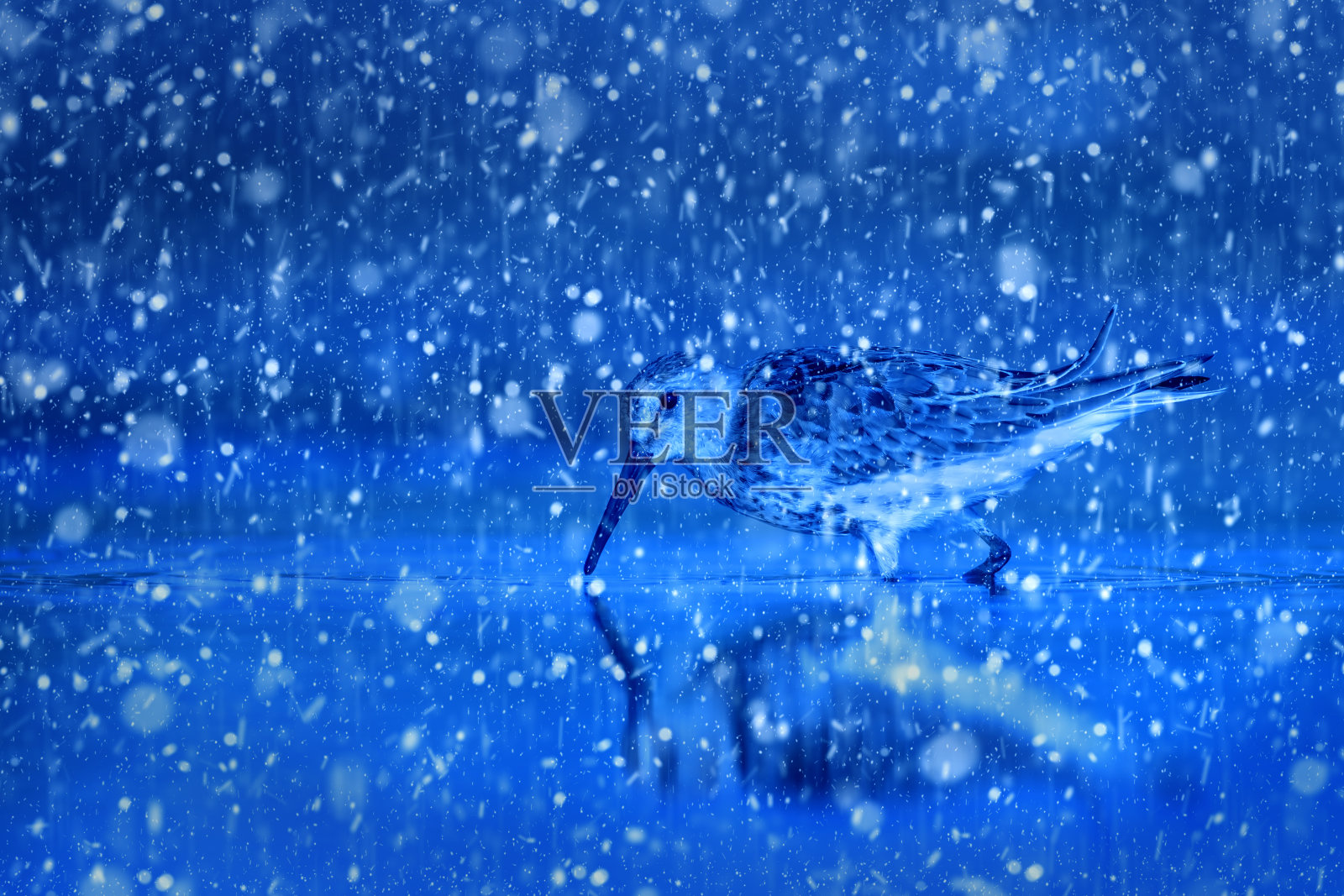 冬季和鸟类。雪下降。白色蓝色的自然背景。照片摄影图片