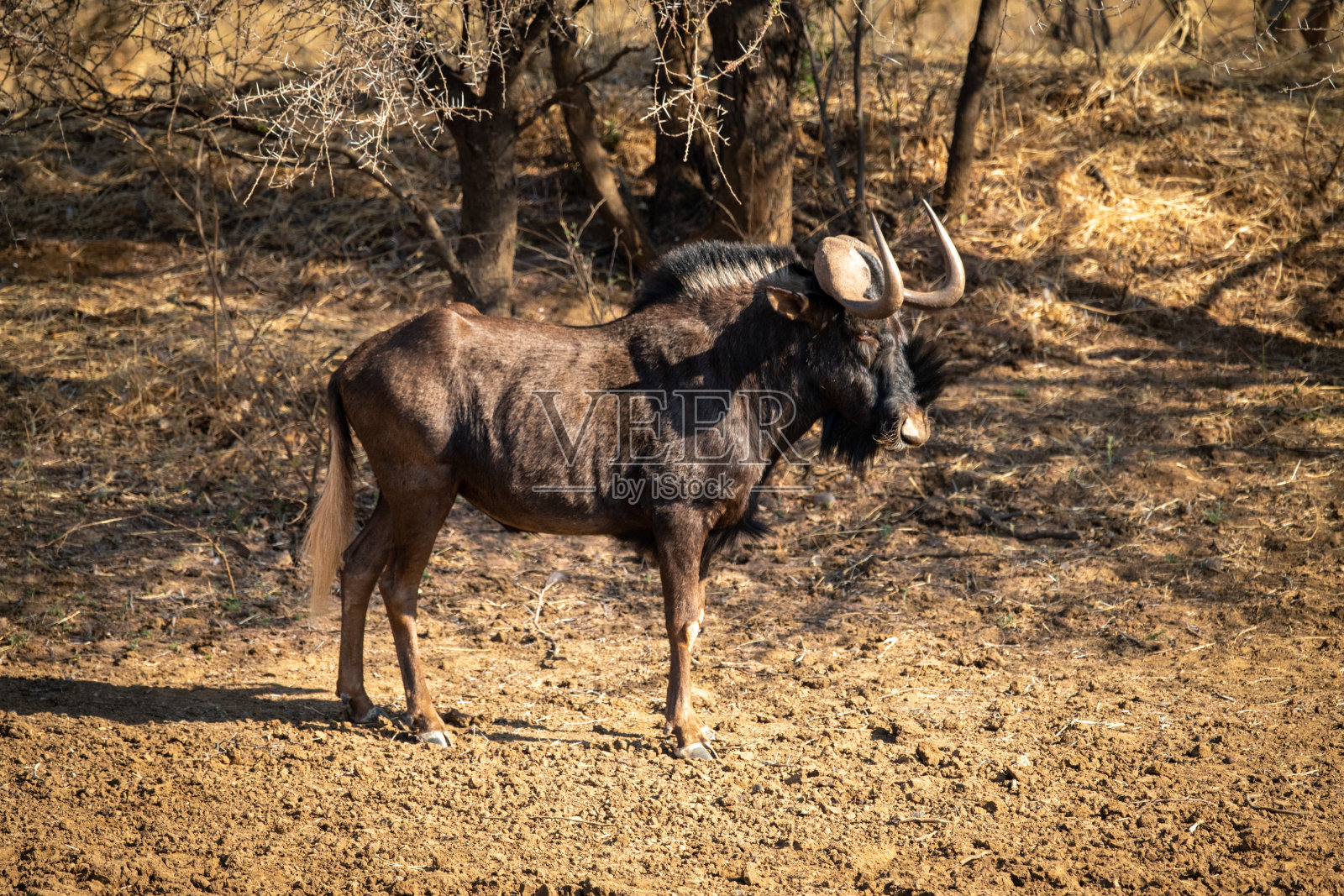 黑色角马侧面站在树旁照片摄影图片