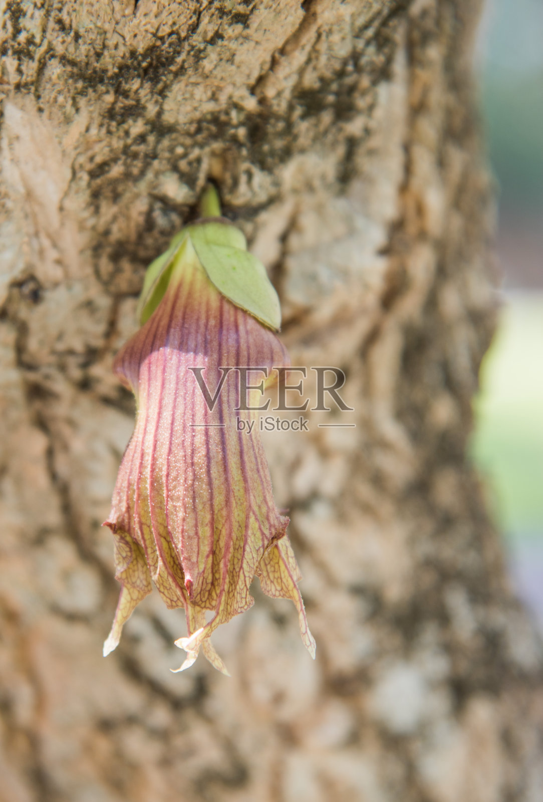 葫芦树的花照片摄影图片