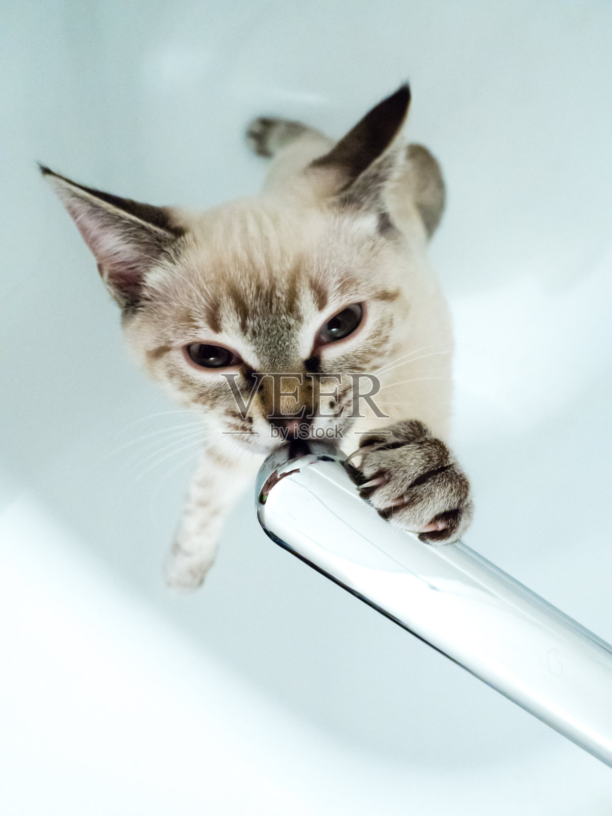 米色泰国猫与饮用自来水。照片摄影图片