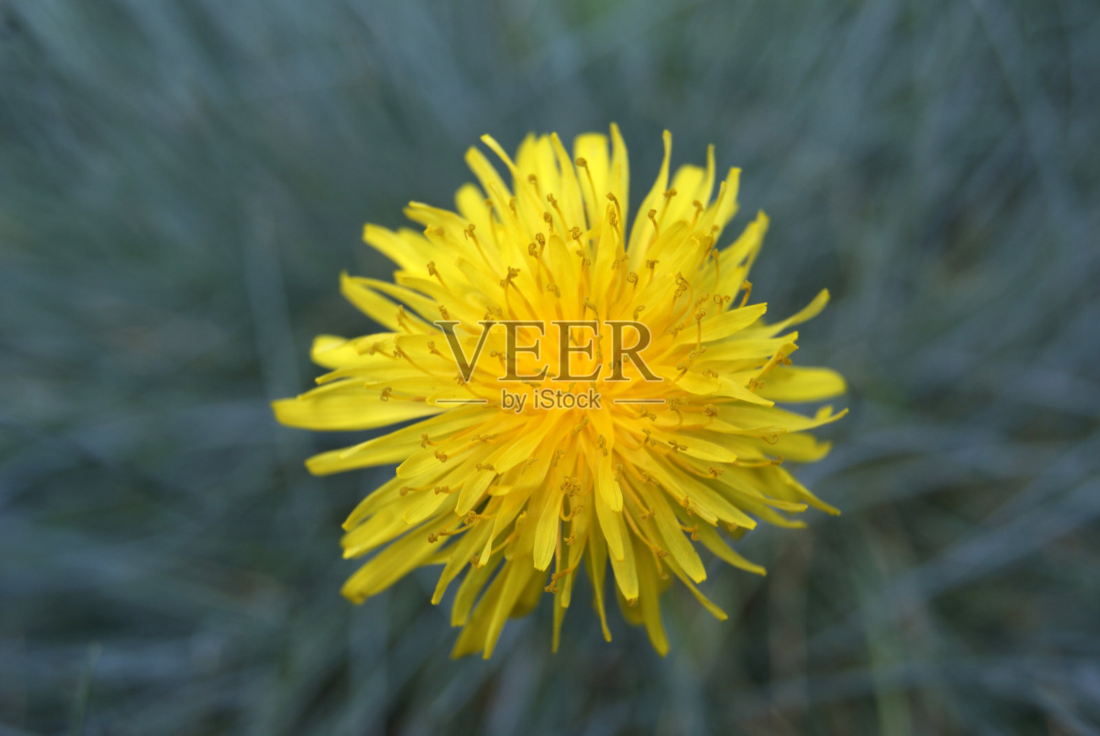 从上方近距离观察蒲公英照片摄影图片