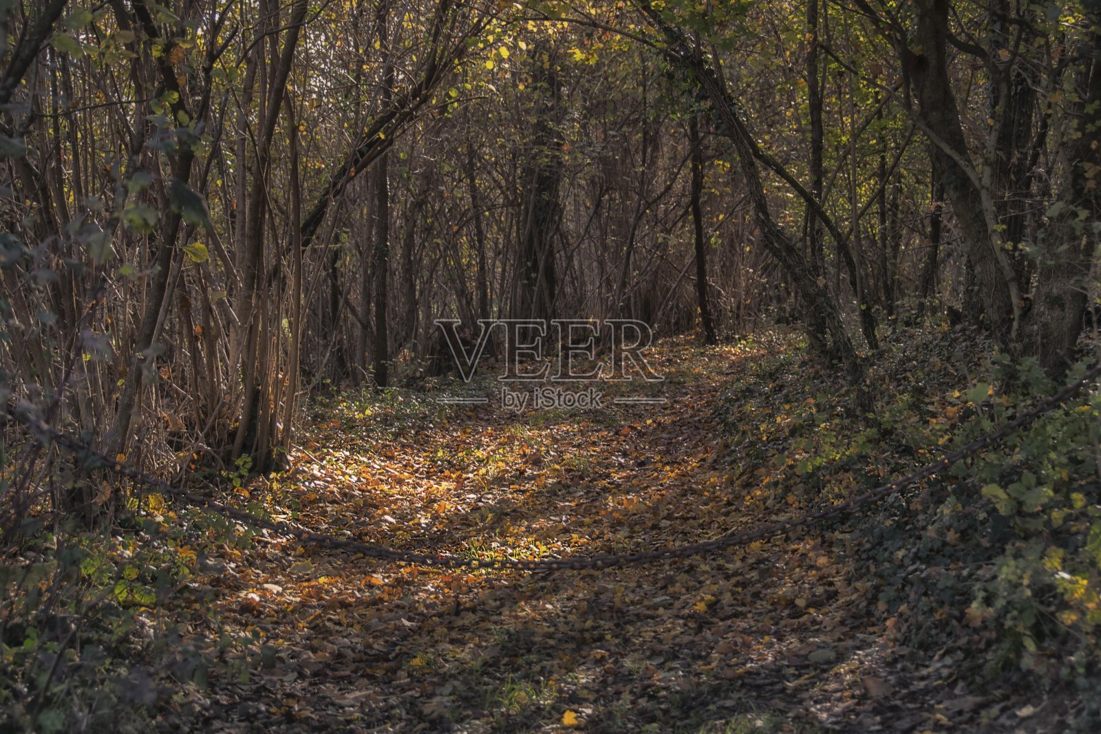 布赖恩扎·伍兹照片摄影图片