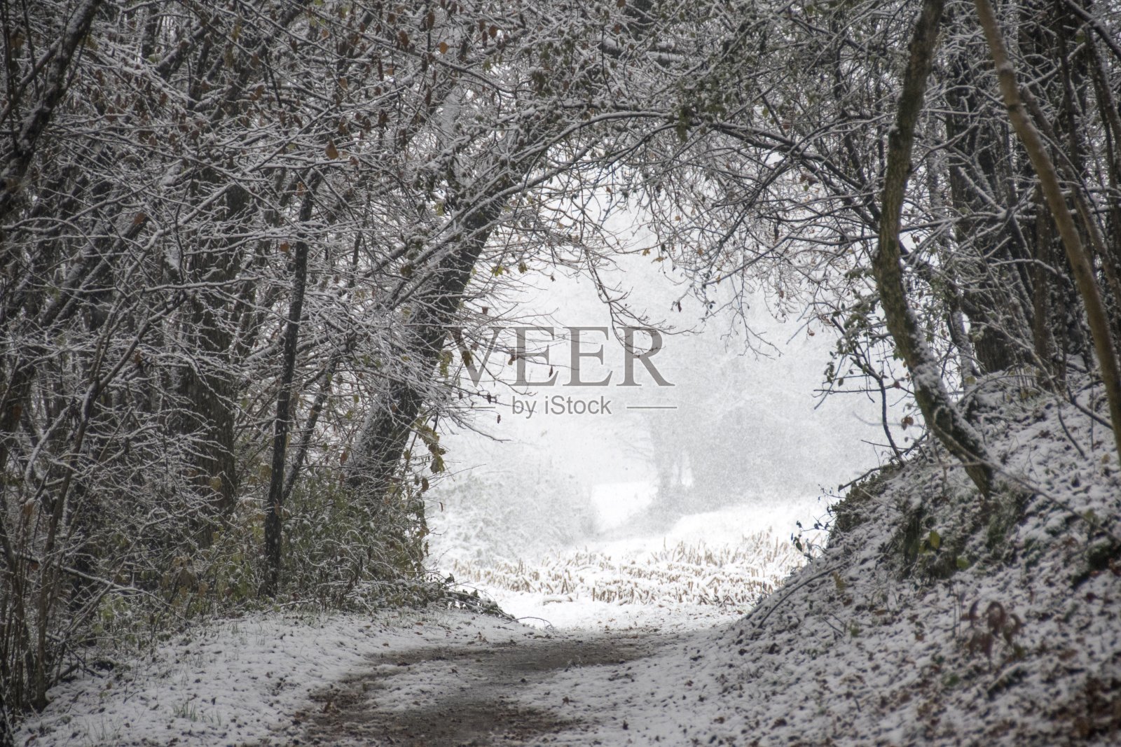 雪林，卡鲁戈，布伦纳，意大利照片摄影图片