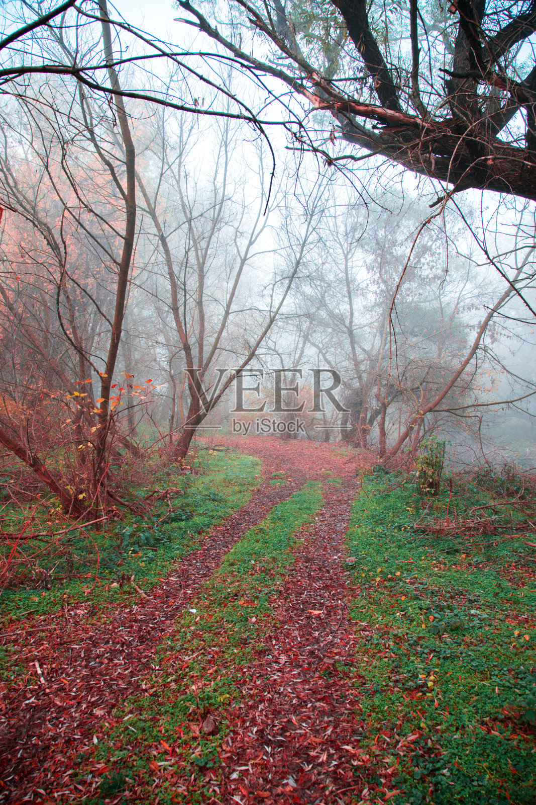泥泞的小路上覆盖着橙色的树叶，在秋天雾蒙蒙的森林里照片摄影图片