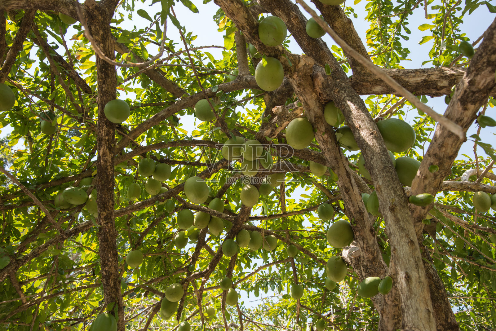 葫芦葫芦照片摄影图片