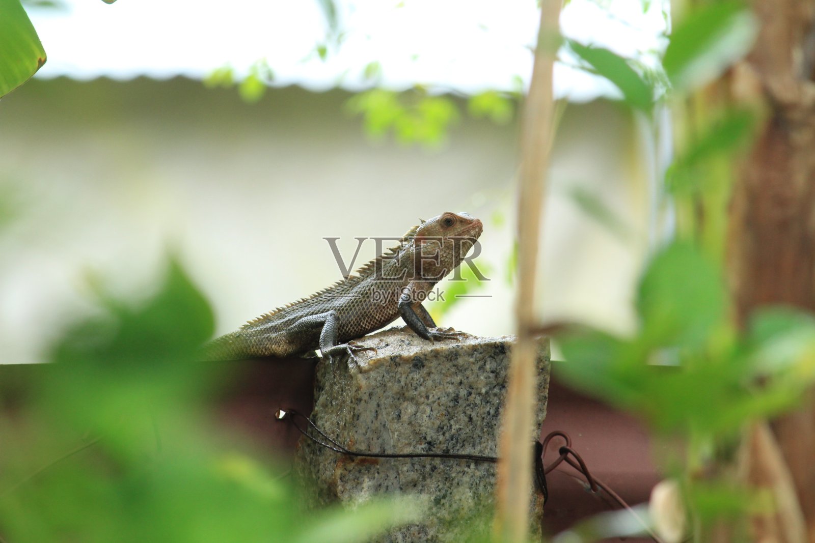 早晨，一只蜥蜴坐在公园的石头上。下雨天坐在石头上的蜥蜴照片摄影图片