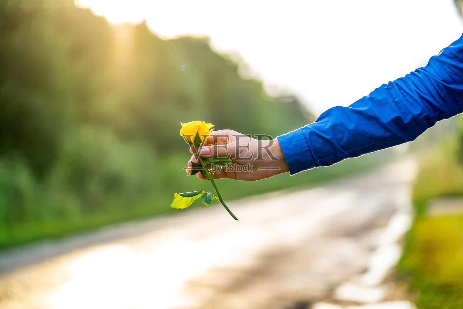 黄色的玫瑰花在男人的手中孤立在模糊的自然背景上。特写镜头。照片摄影图片