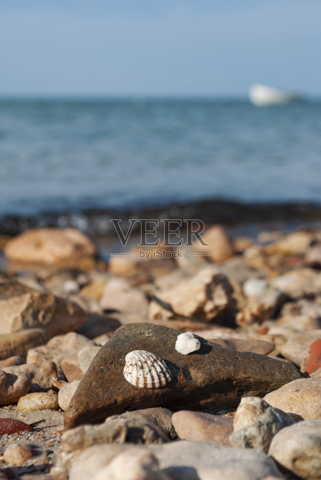 海边一块石头上的贝壳。照片摄影图片