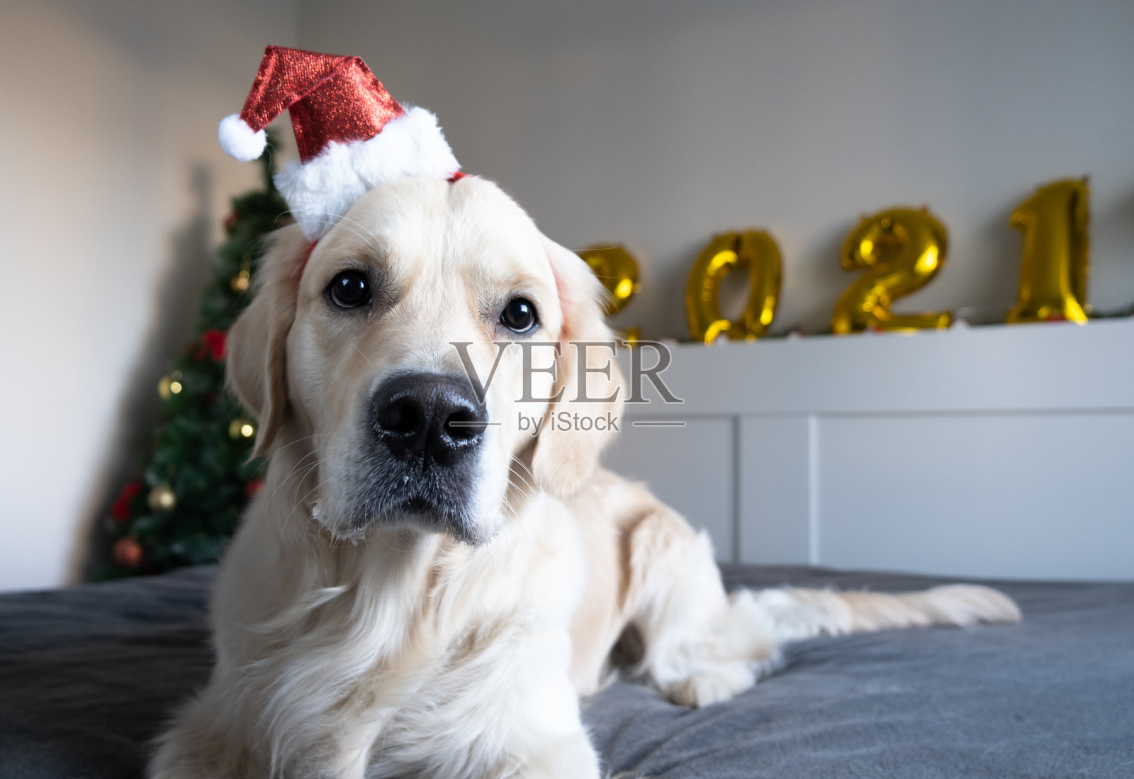 在圣诞气氛中摆姿势的金毛猎犬照片摄影图片