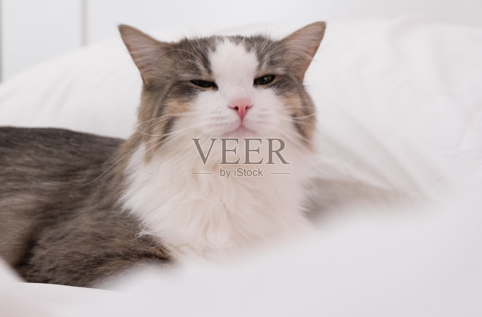 灰猫睡在白色的床上。简约的室内照片摄影图片